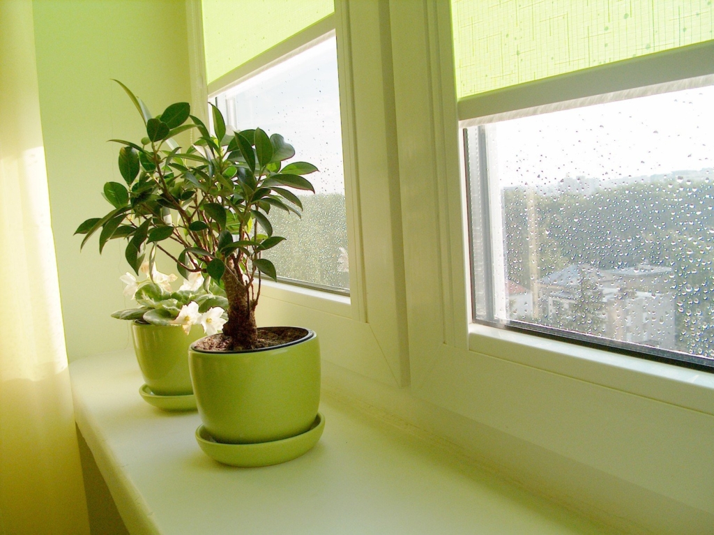 plants in a window